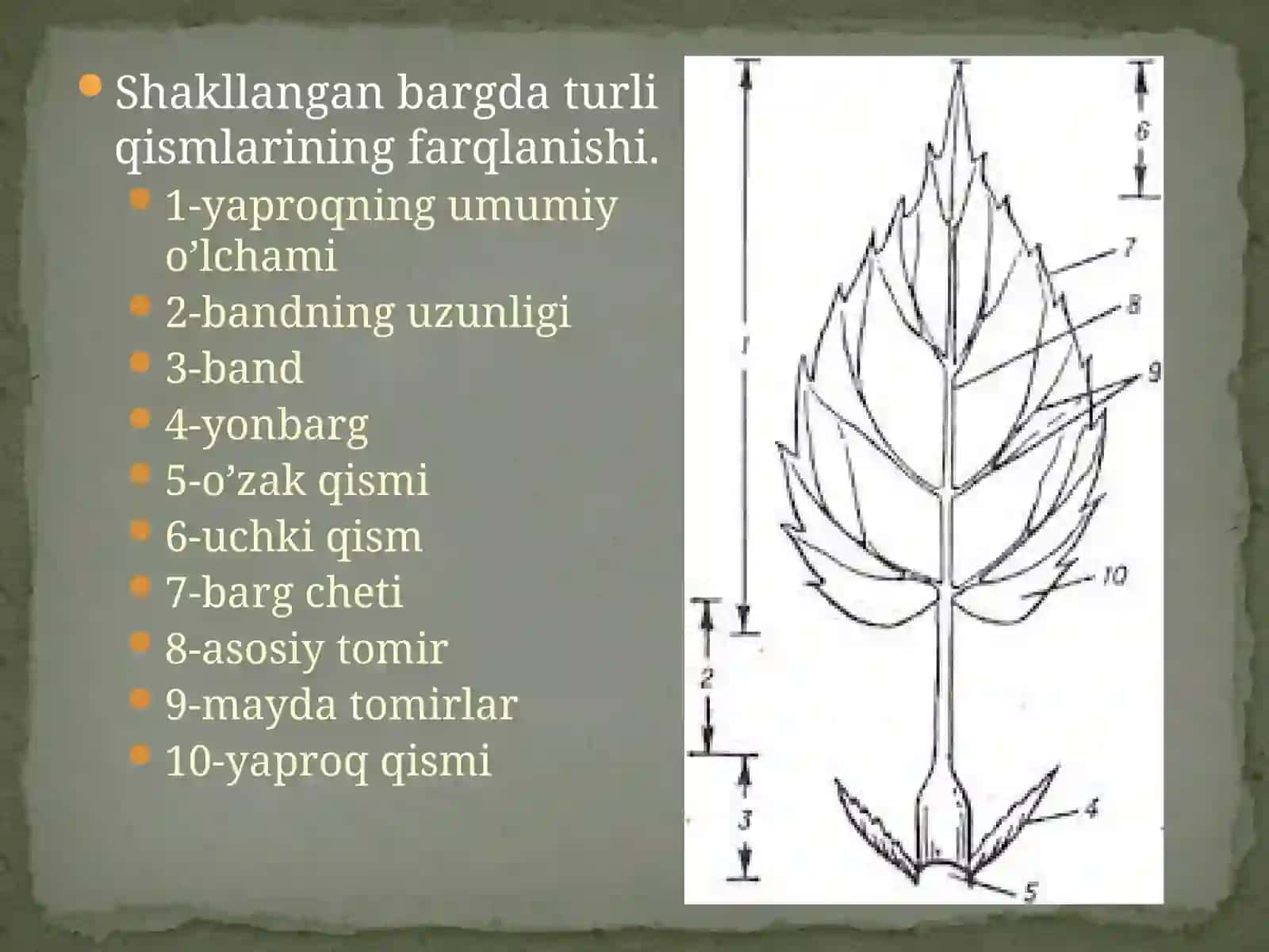 BOTANIKA VA O’SIMLIKLAR FIZIOLOGIYASI 4