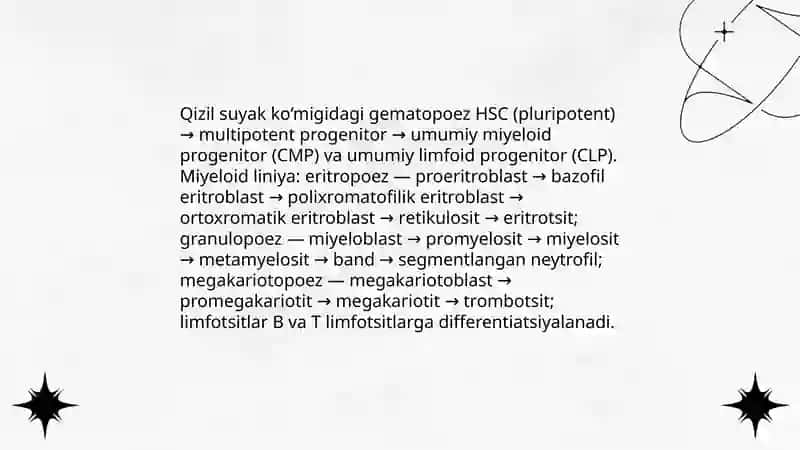 Qizil suyak ko'migi anatomiyasi va regenratsiyasi 4