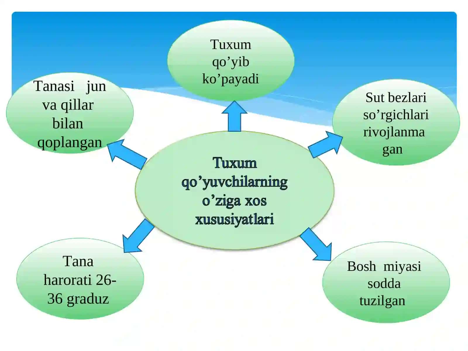 Sutemizuvchilarning xilma-xilligi: tuxum qo’yuvchilar, xaltalilar, yo’ldoshlilar 4