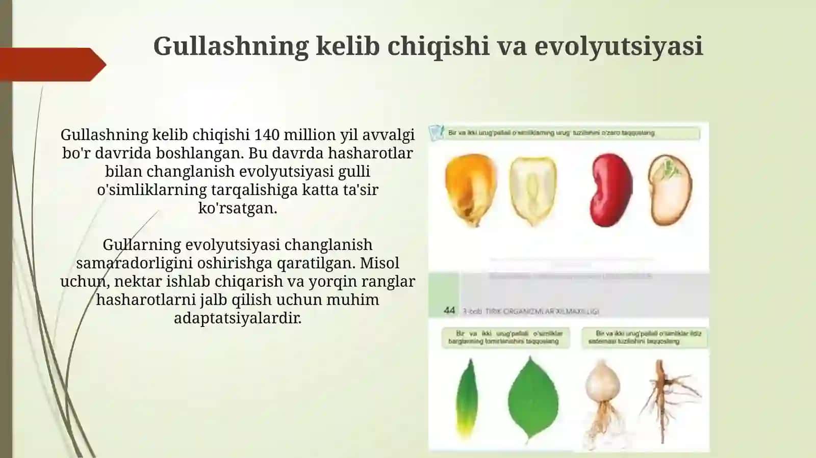 Yopiq urugʻlilar boʻlimining umumiy tavsifi. Asosiy belgilarning kelib chikishi 4