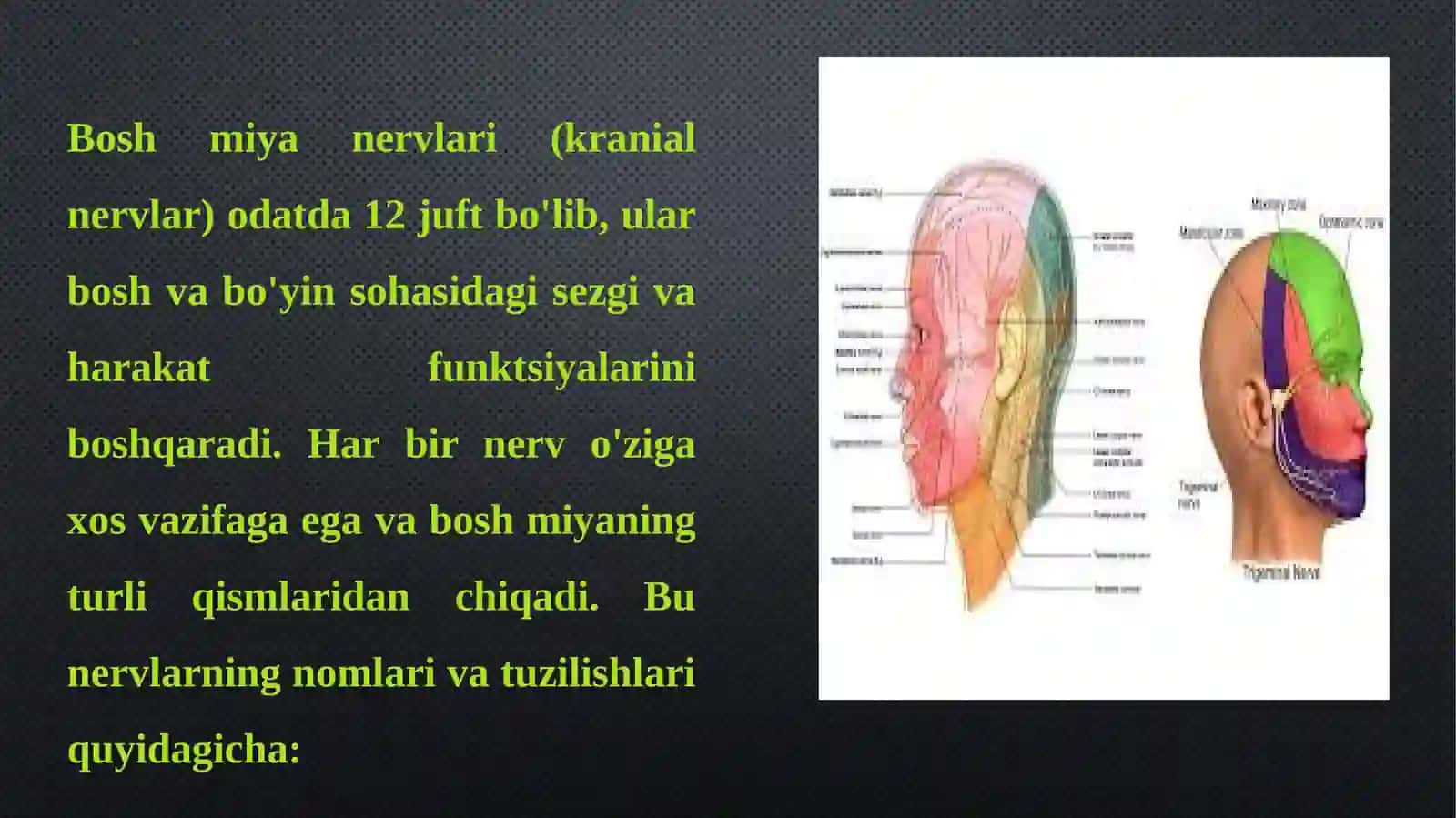 Inson bosh miya nervlarianatomiyasi fiziologiyasi,patologiyasi 4