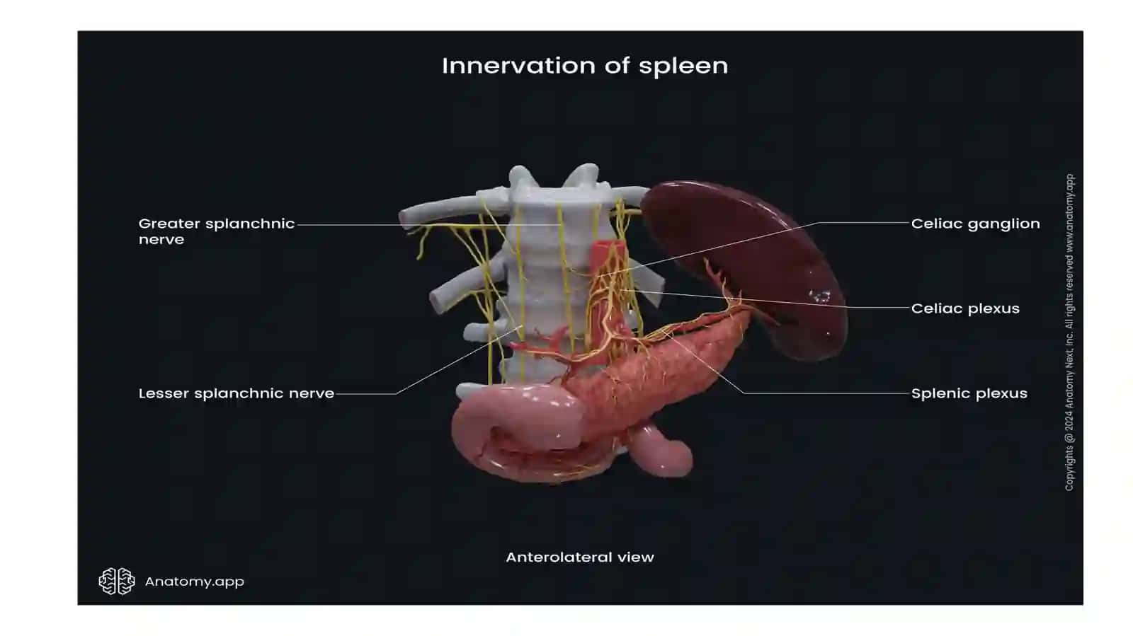 KTda taloq anatomiyasi. Qo'shimcha taloq (accessory splee) kabi anatomik variantlar. 4