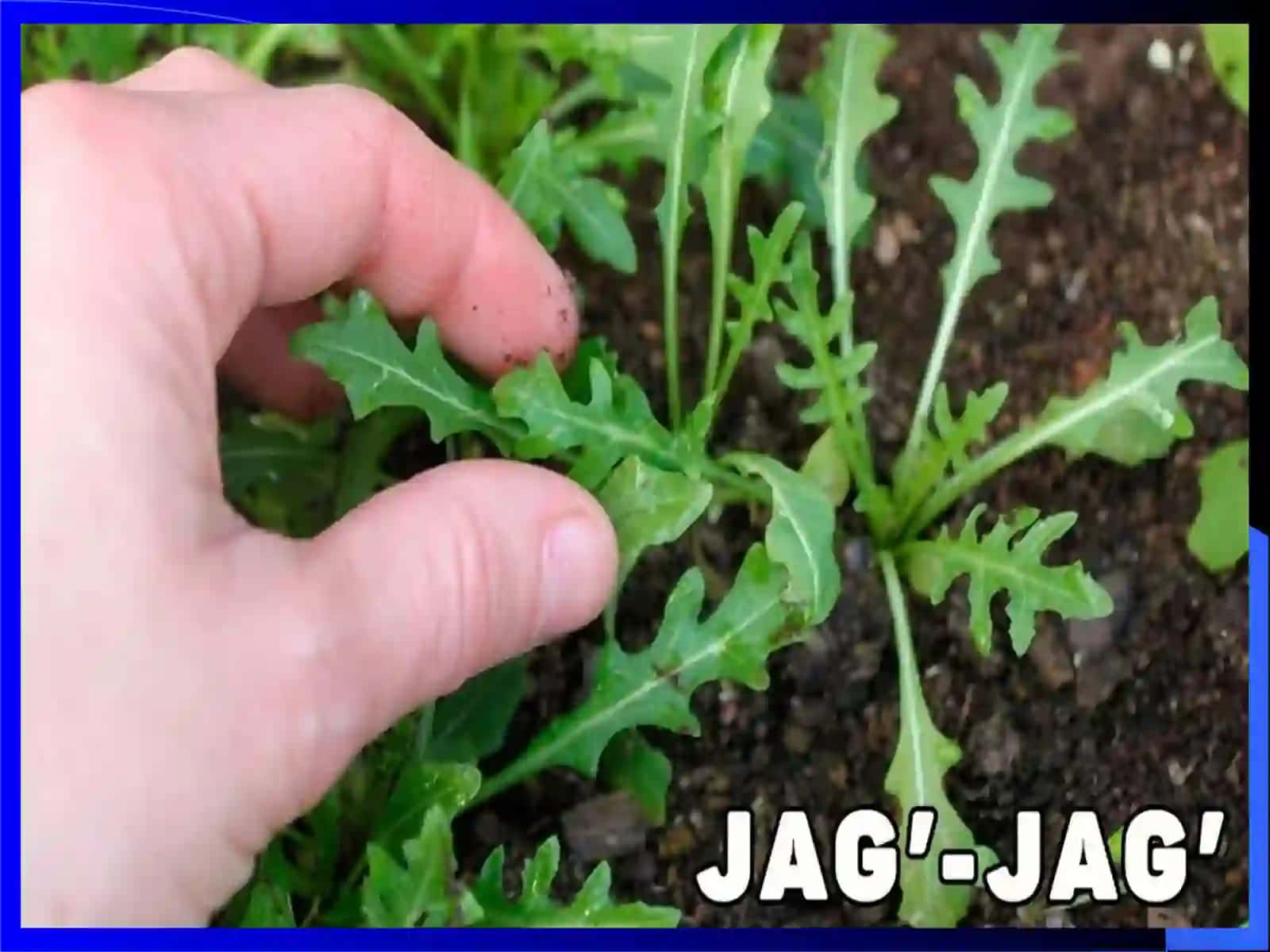 Jag‘-jag‘(Capsella Medik)o‘simligining umumiy tavsifi 4