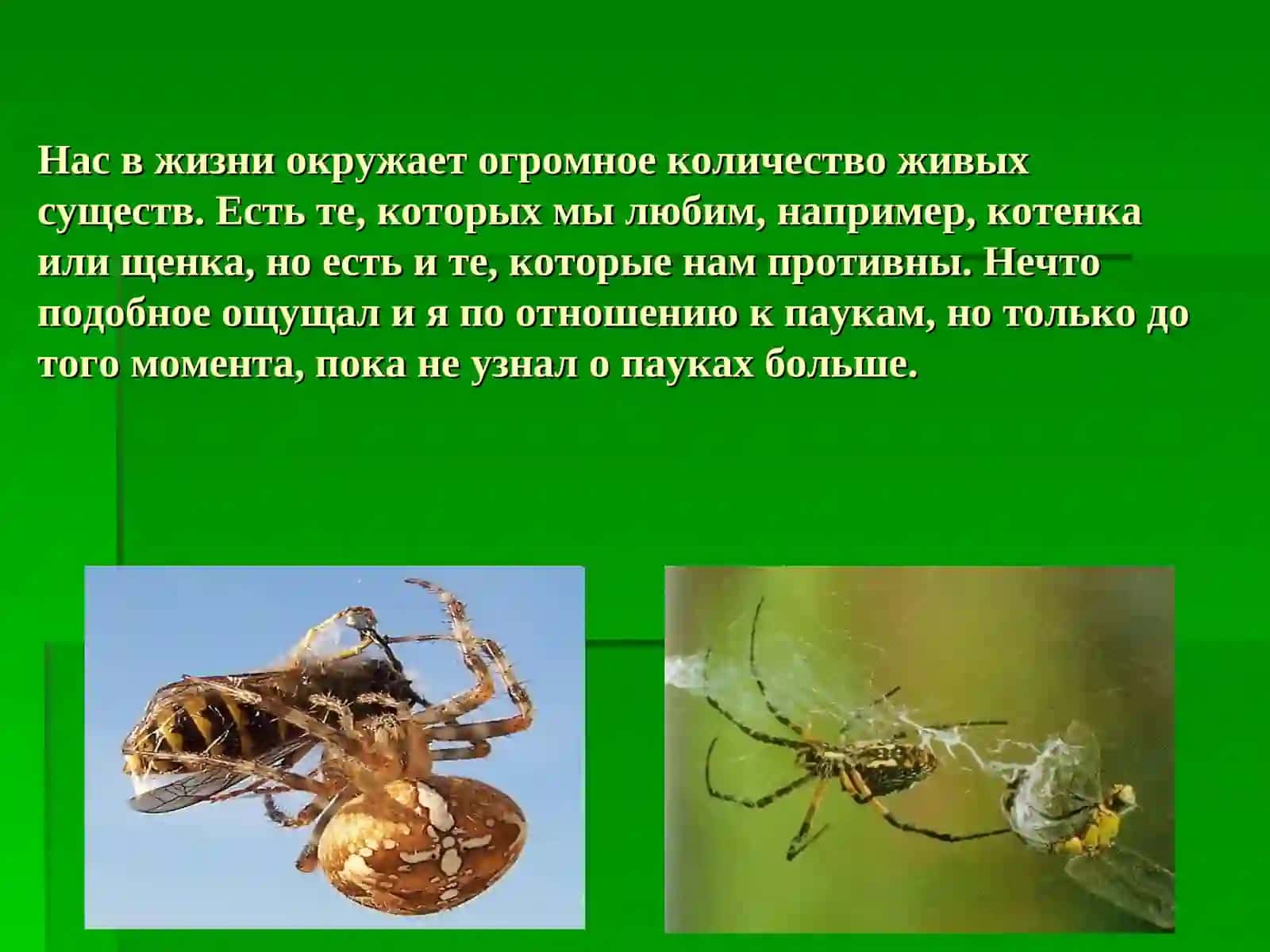 Кто такие пауки? 4