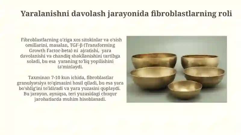 Fibroblastlarning jarohatining bitishi va chandiq hosil bölishi 4