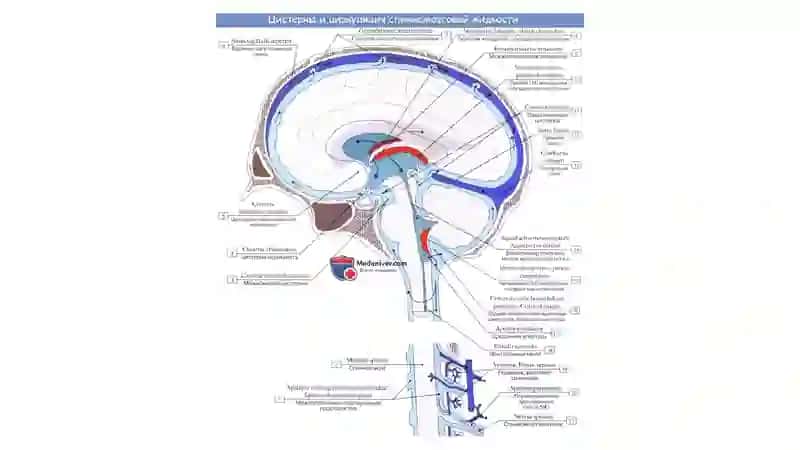 Orqa miya va bosh miya suyuqligi, anatomiya. 4