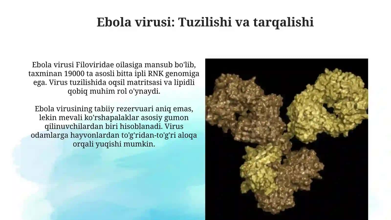 Ebola, Lassa, Zika viruslari 4