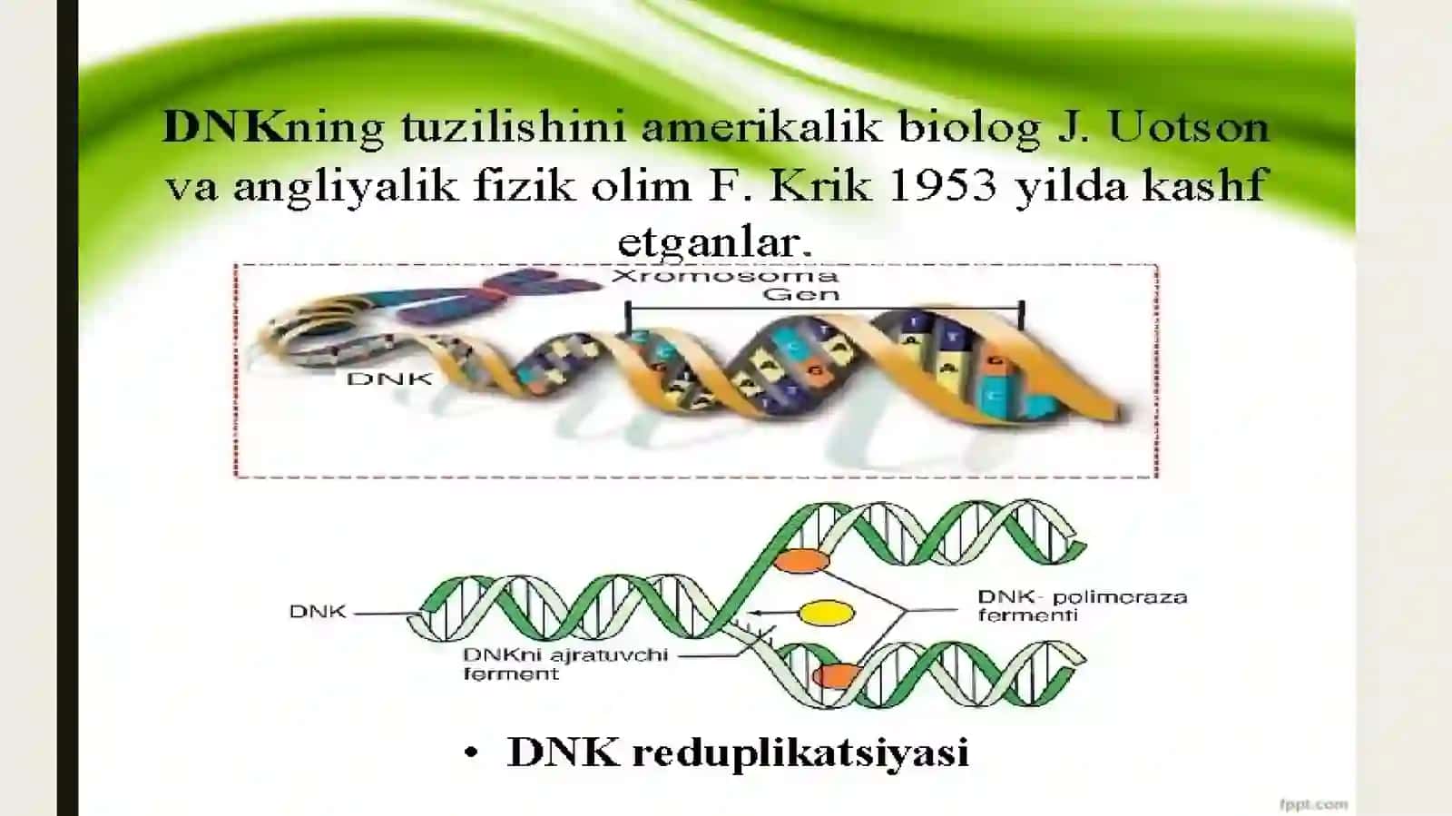 Irsiyatning molukulyar asoslari. DNK va RNK sintezi 4