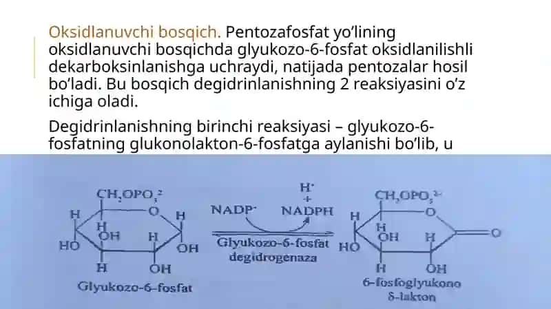 GLUKOZA VA FRUKTOZA ALMASHINUVI 4