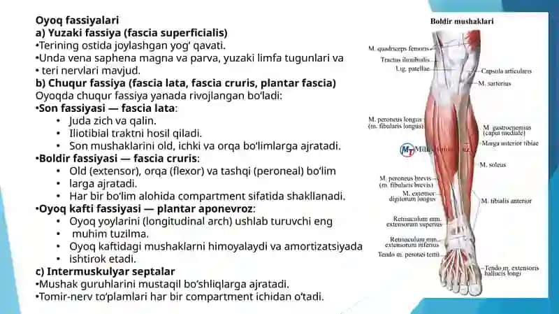 Qo‘l va oyoq fassiyalari 4