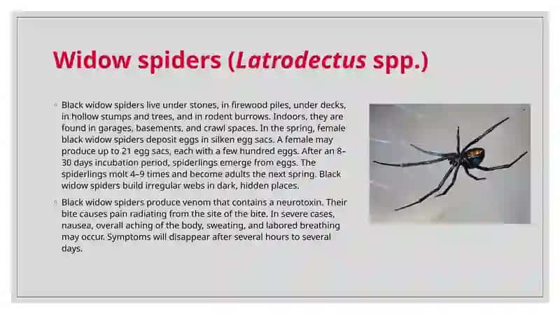 Spiders that are important in medicine 4