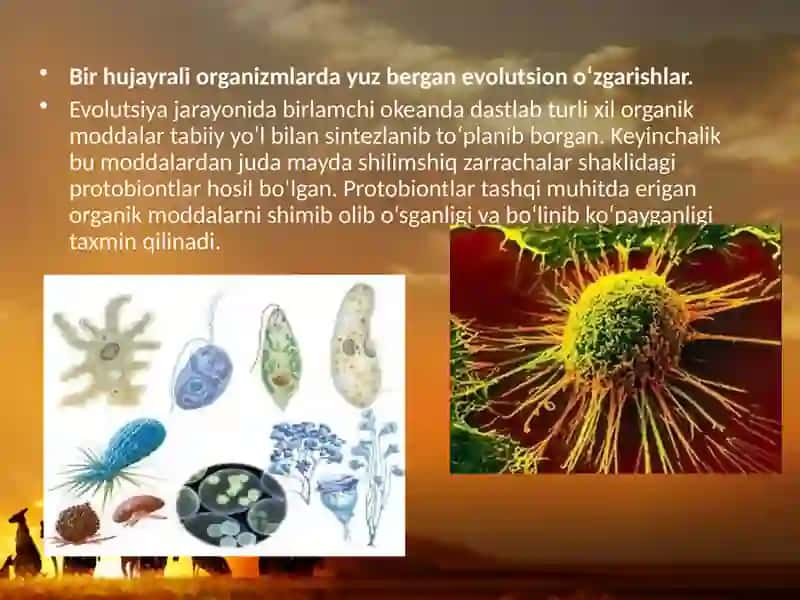 Hayvonotolamidapsixikfunksiyalarevolyutsiyasi.ppt 4