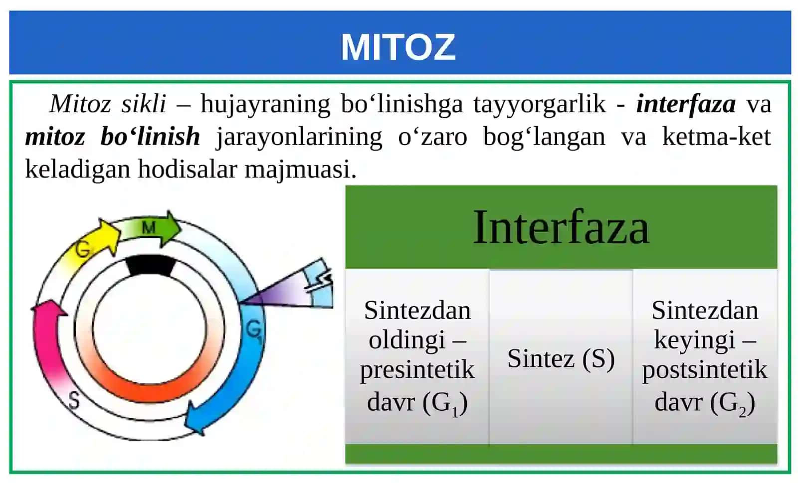 Mitoz 4