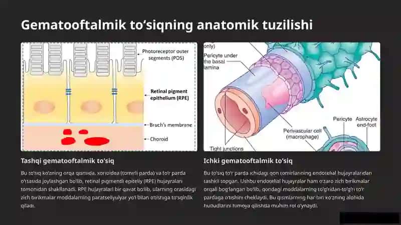 Gematooftalmik to‘siq tuzilishi tarkibi va buzilishlari 4