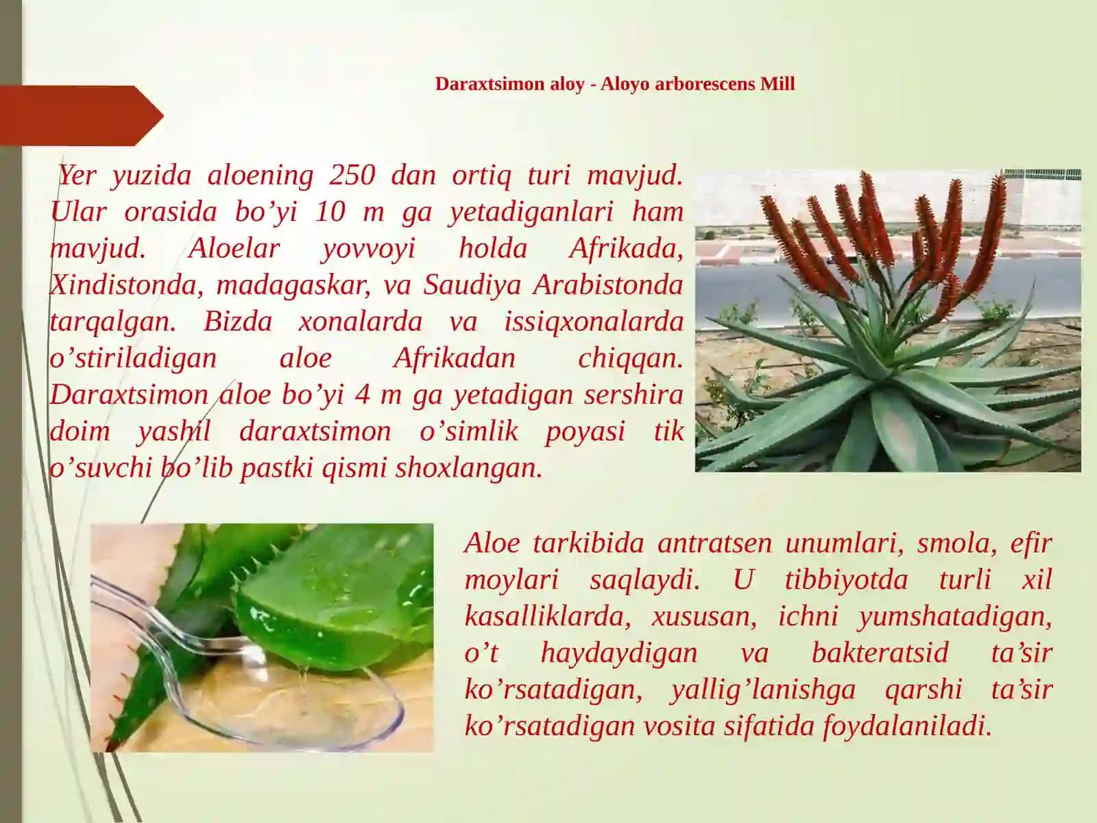 Loladoshlar – Liliaceae oilasi. Piyozdoshlar  – Alliaceae oilasi (Turlari). 4