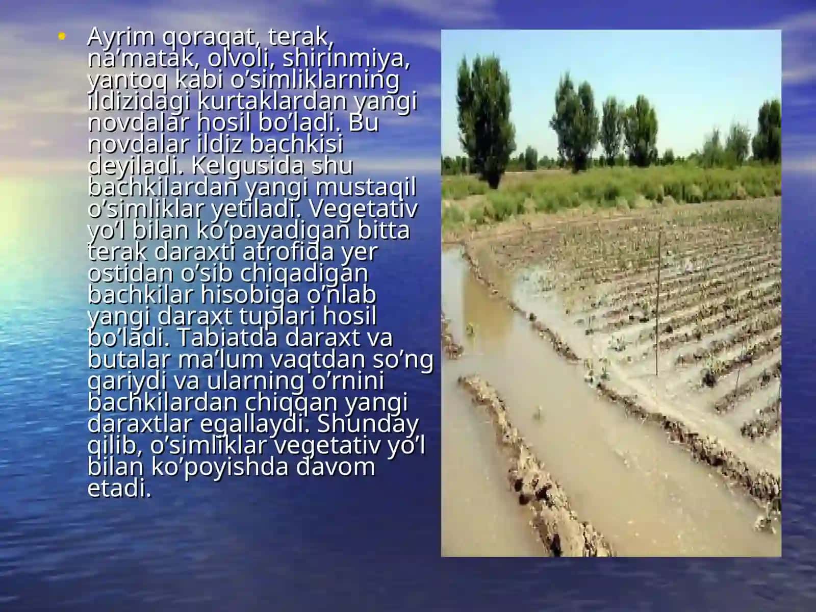 O'simliklarning ko'payishida vegitativ ko'payishni o'rni 4