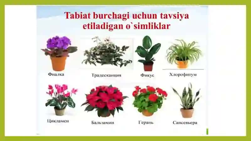 Tabiat burchagi 4
