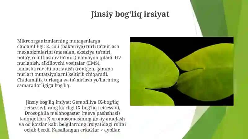Organizmning mutagen taʼsirga chidamliligi. Tomos Morgonning xromosoma nazariyasi. Jins genetikasi Mubinabonu 4