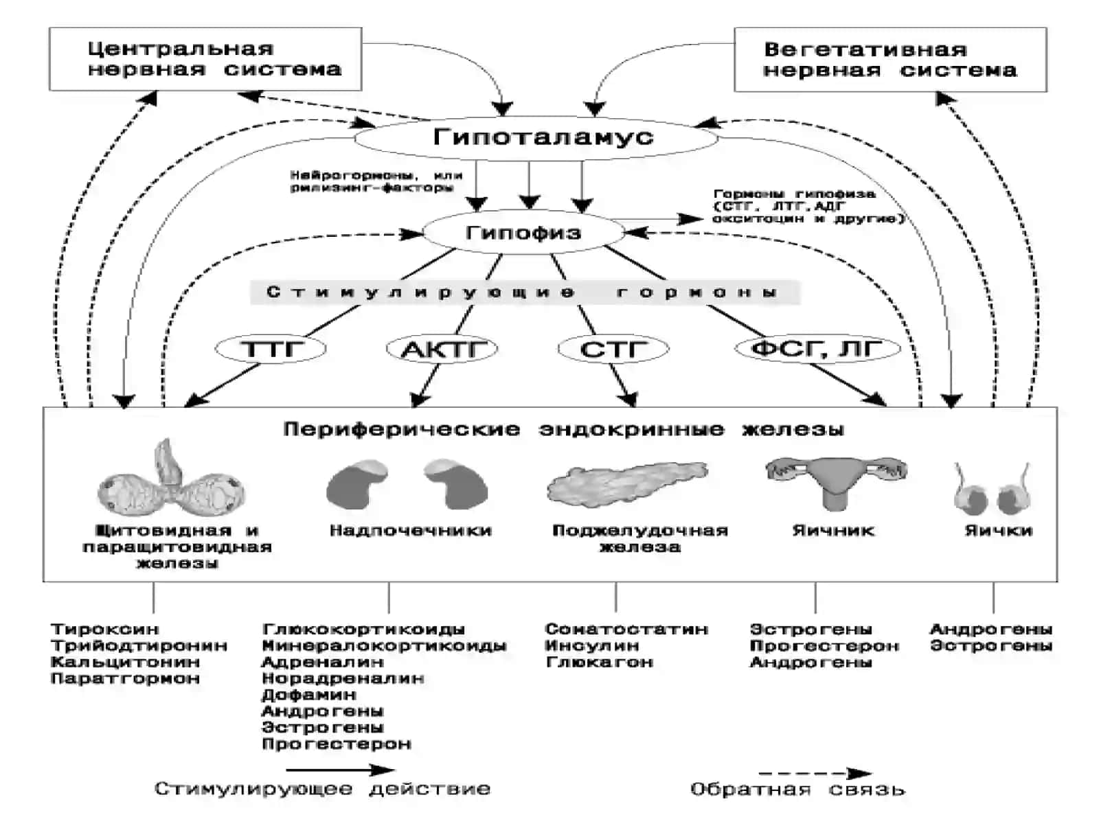 ЭНДОКРИН СИСТЕМА 4