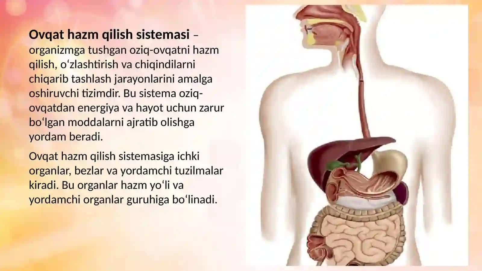 Ovqat hazm qilish sistemasi 4