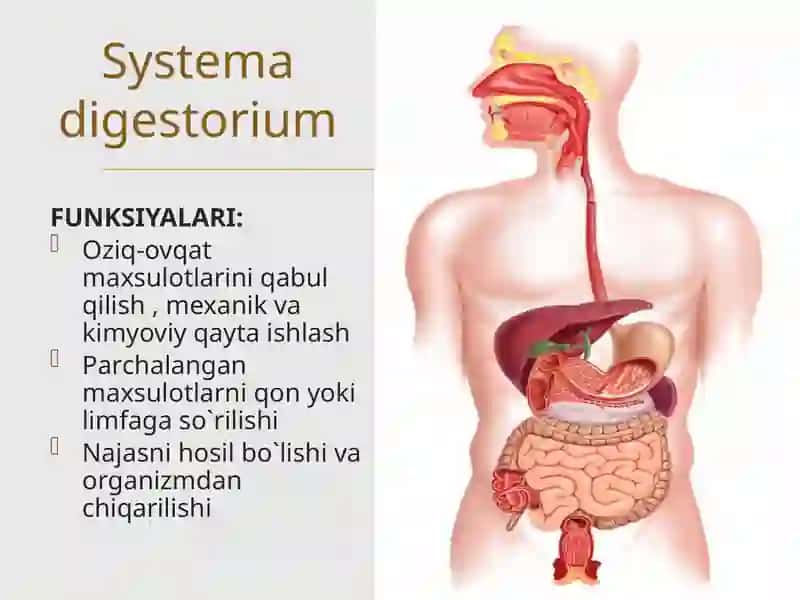 Hazm  sistemasi: og`iz bo`shlig`i a`zolari, so`lak bezlari, halqum 4