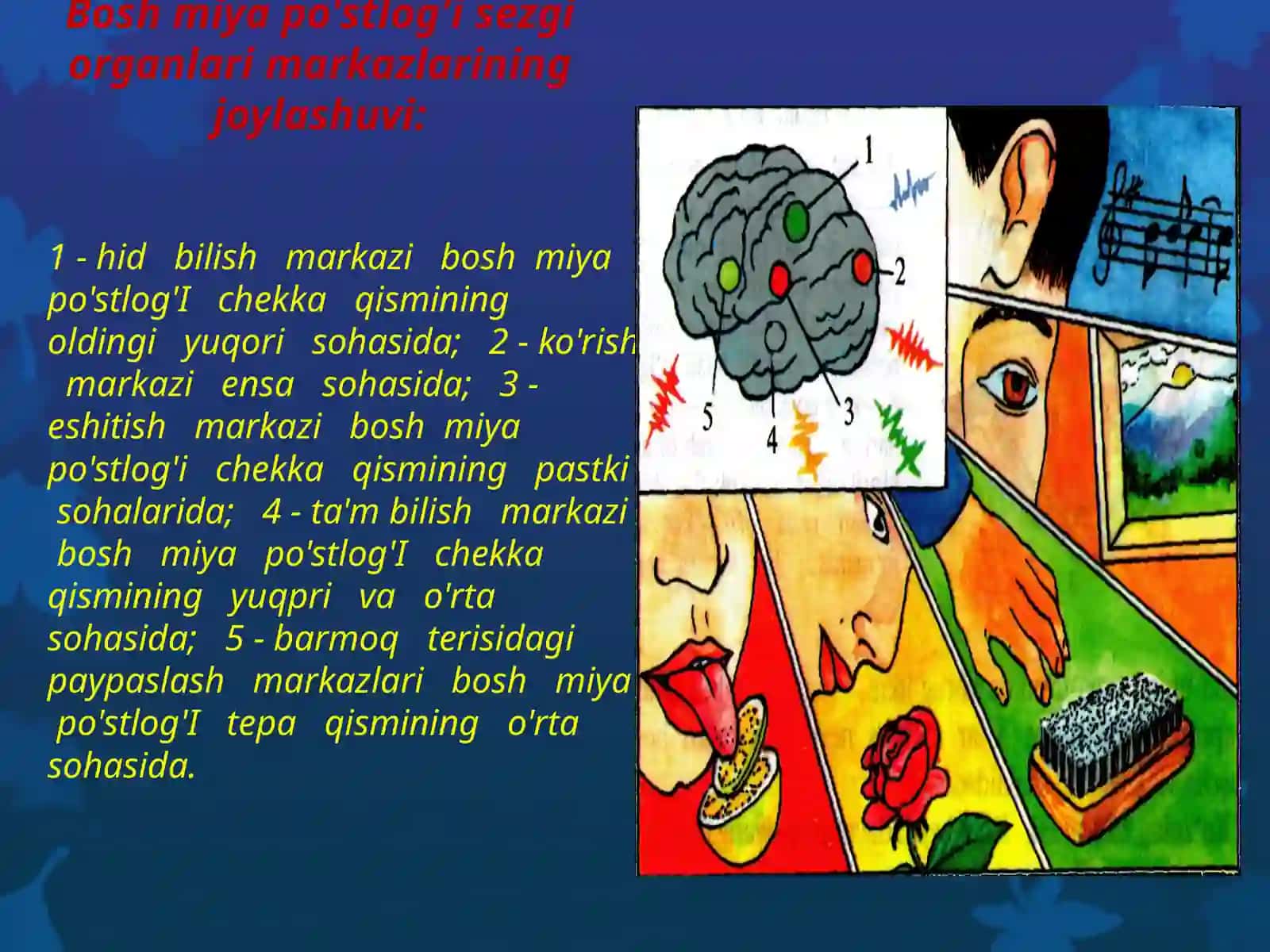Sezgi organlarining ahamiyati va ko'rish analizatori 4