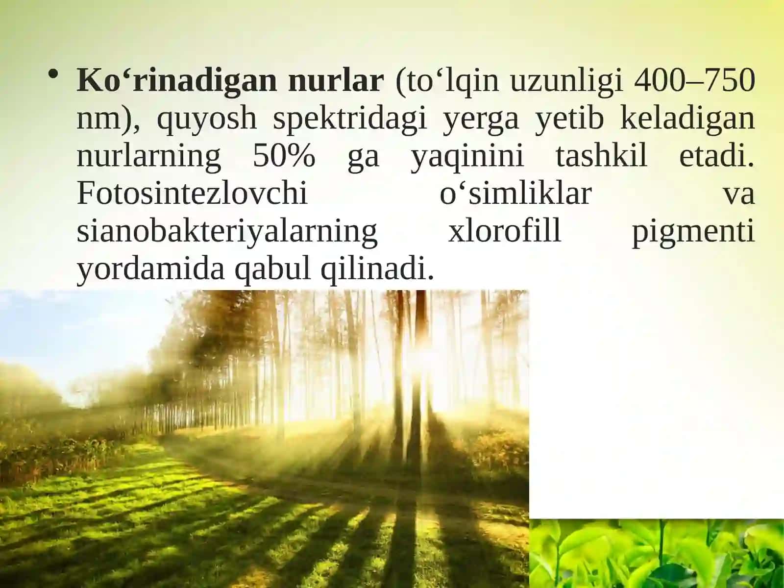 Fotosintez jarayoni va quyosh energiyasi 4
