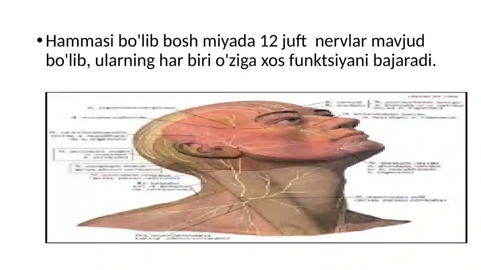 Periferik nerv sistemasi. Boshmiyanervlari 4