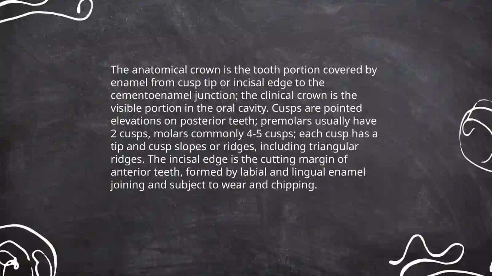 Teeth anatomy 4