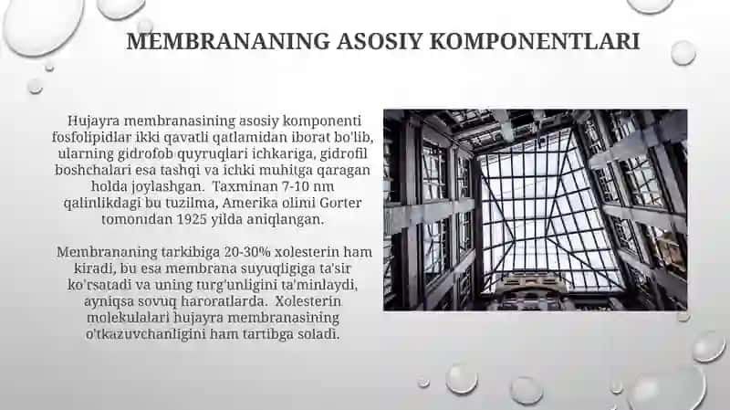 Hujayra membranasi uning nozik tuzilishi va hijayraga maddalarning kirishi 4