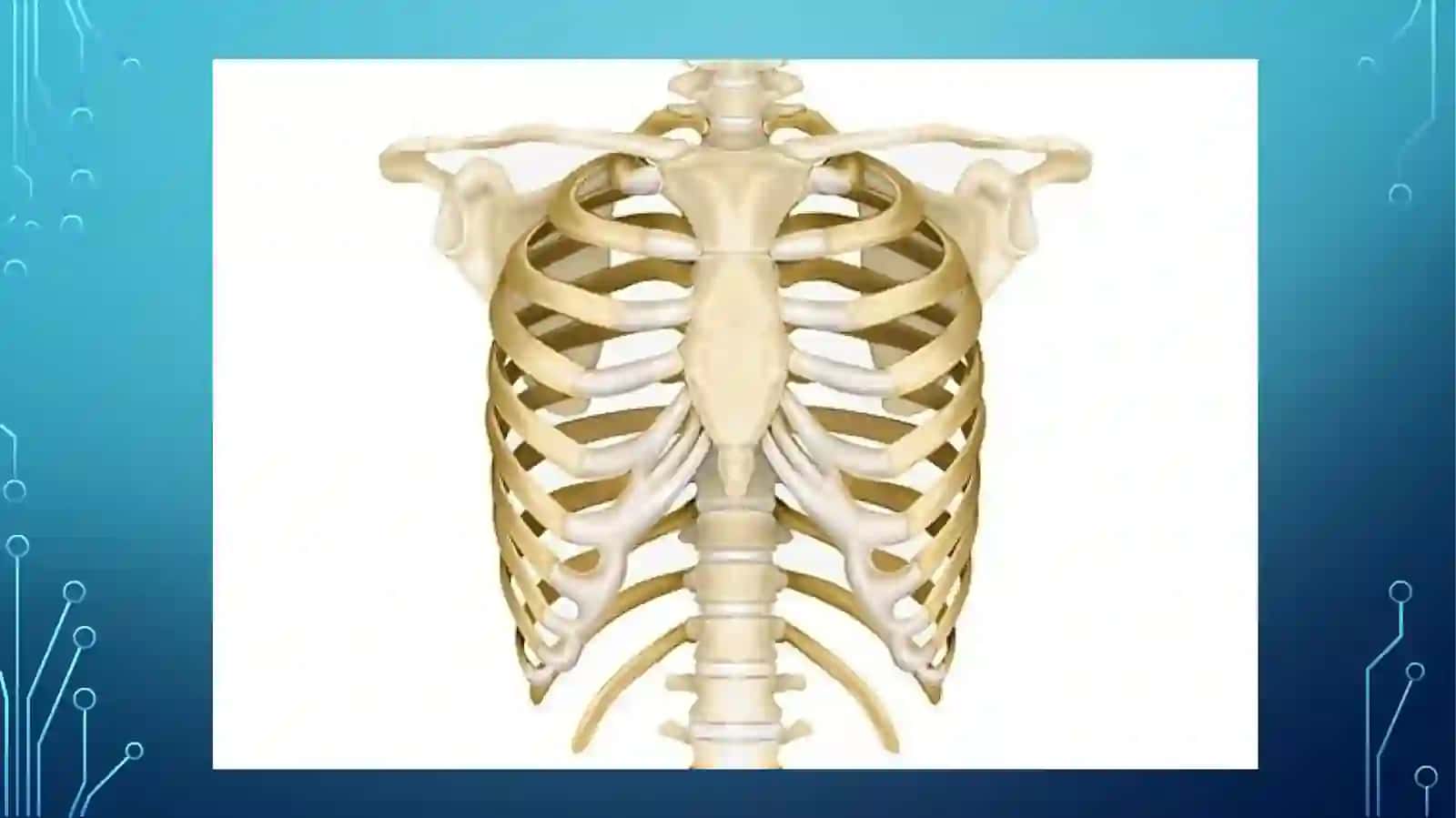 KO’KRAK QAFASINING ANATOMIK TUZILISHI 4