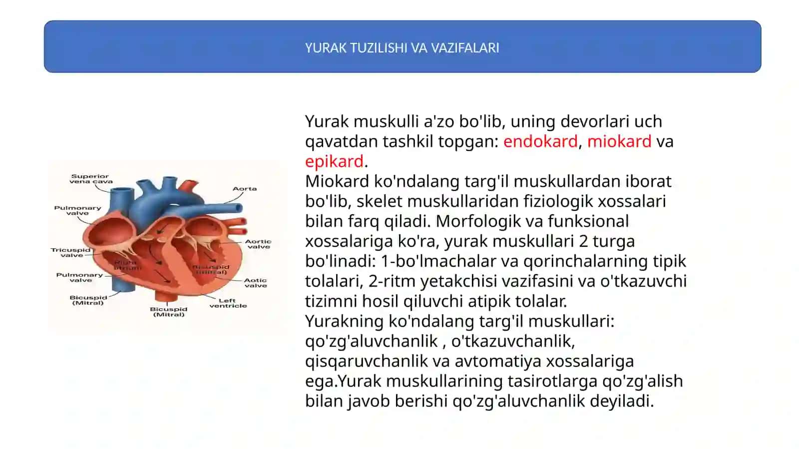 Yurakning gemodinamik vazifasi. Yurak mushaklarining fiziologik xossalari 4