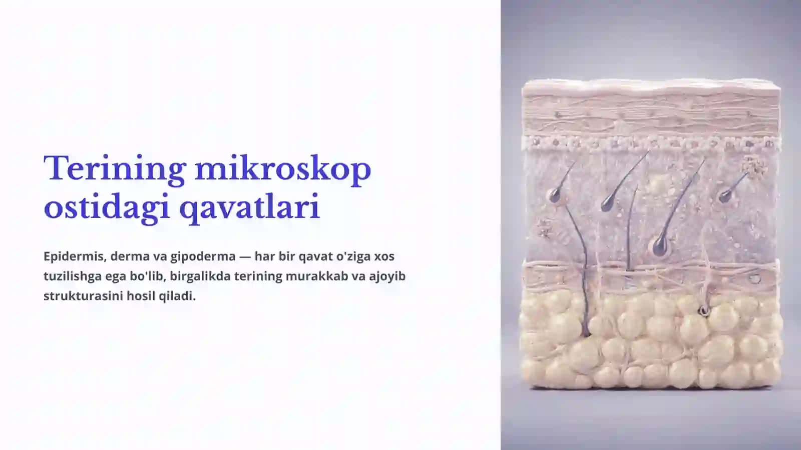 Terining tuzilishi va funksiyasi 4