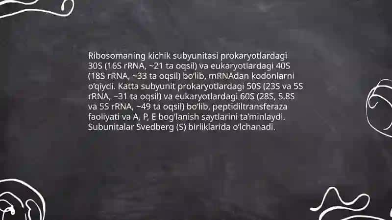 Hujayra organoidlari.Ribosoma, sitoskalet, yadro 4