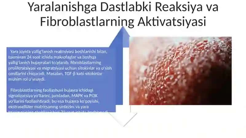 Fibroplastlarning jarohatning bitishi va chandiq hosil boʻlishidagi roli by Norqulov Behruz 4
