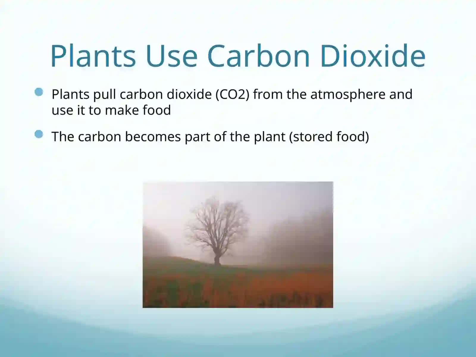 The Carbon Cycle 4
