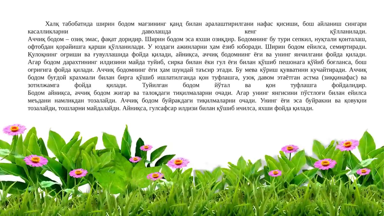 Аччиқ бодом ўсимлигининг биологияси ва кўчатчилиги (Амугдаларум амарарум) 4