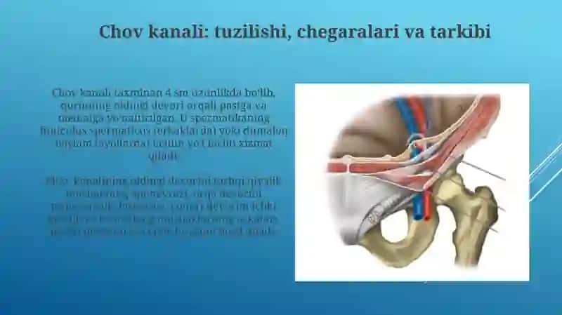 Femoral fastsiyasi, chov kanali va qorinning lateral devori 4