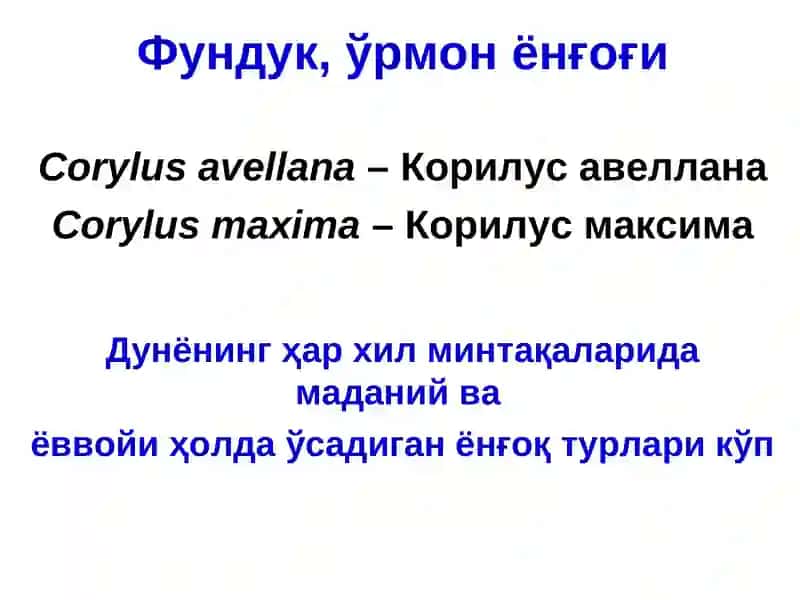 ЁНҒОҚ МЕВАЛИ ДАРАХТЛАР 4