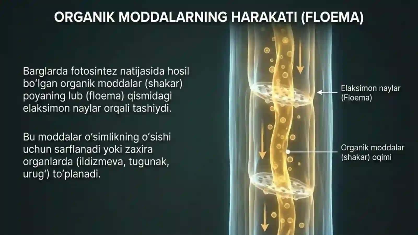 Poyada oziq moddalarning harakatlanishi 4