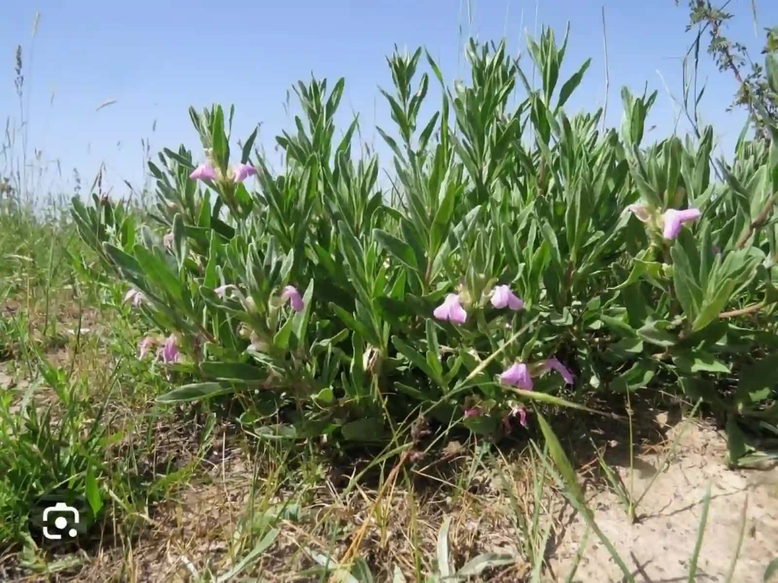 Turkiston ayugasi - Ajuga turkestanica 4