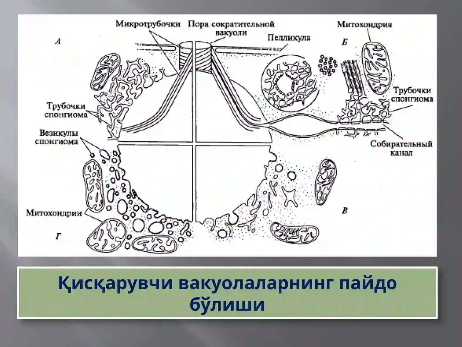 Protozoa кенжа дунёси (Бир ҳужайралилар) 4