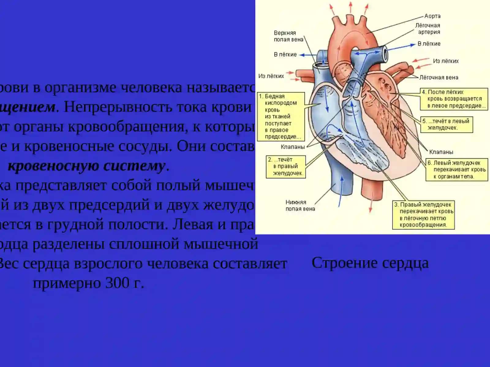Система кровообращения 4