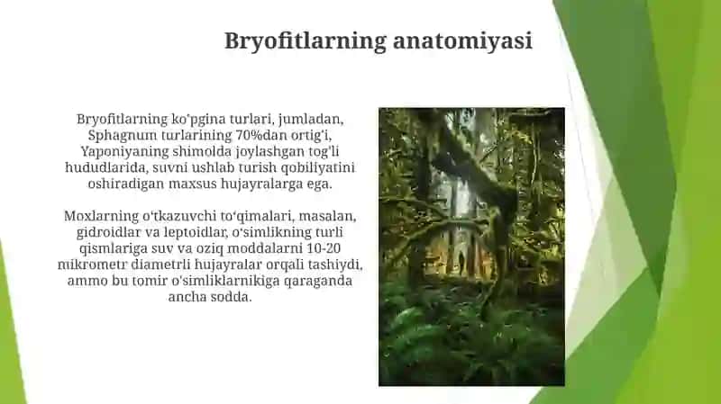 Bryofitlarning Xillari va Xususiyatlari 4