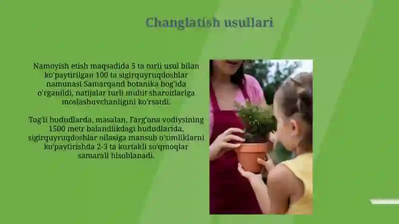 Sigirquyruqdoshlar oilasiga kiruvchi oʻsimliklarning oʻziga xos xususiyatlari va ahamiyati 4