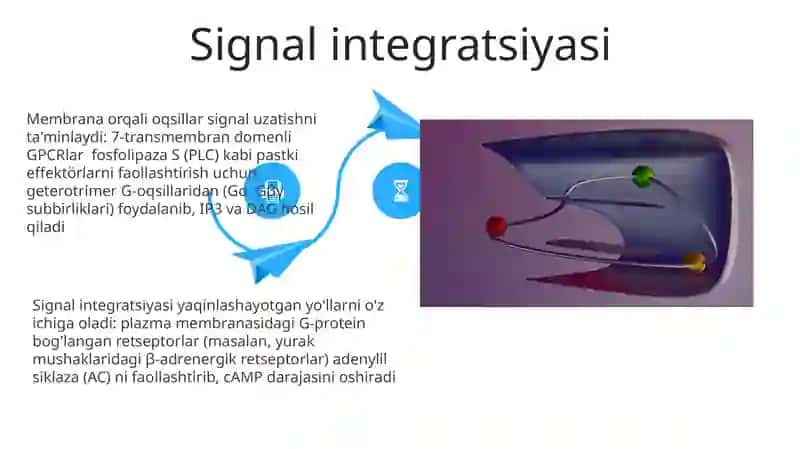 Signallarni membranalar orqali o'tkazilishi 4