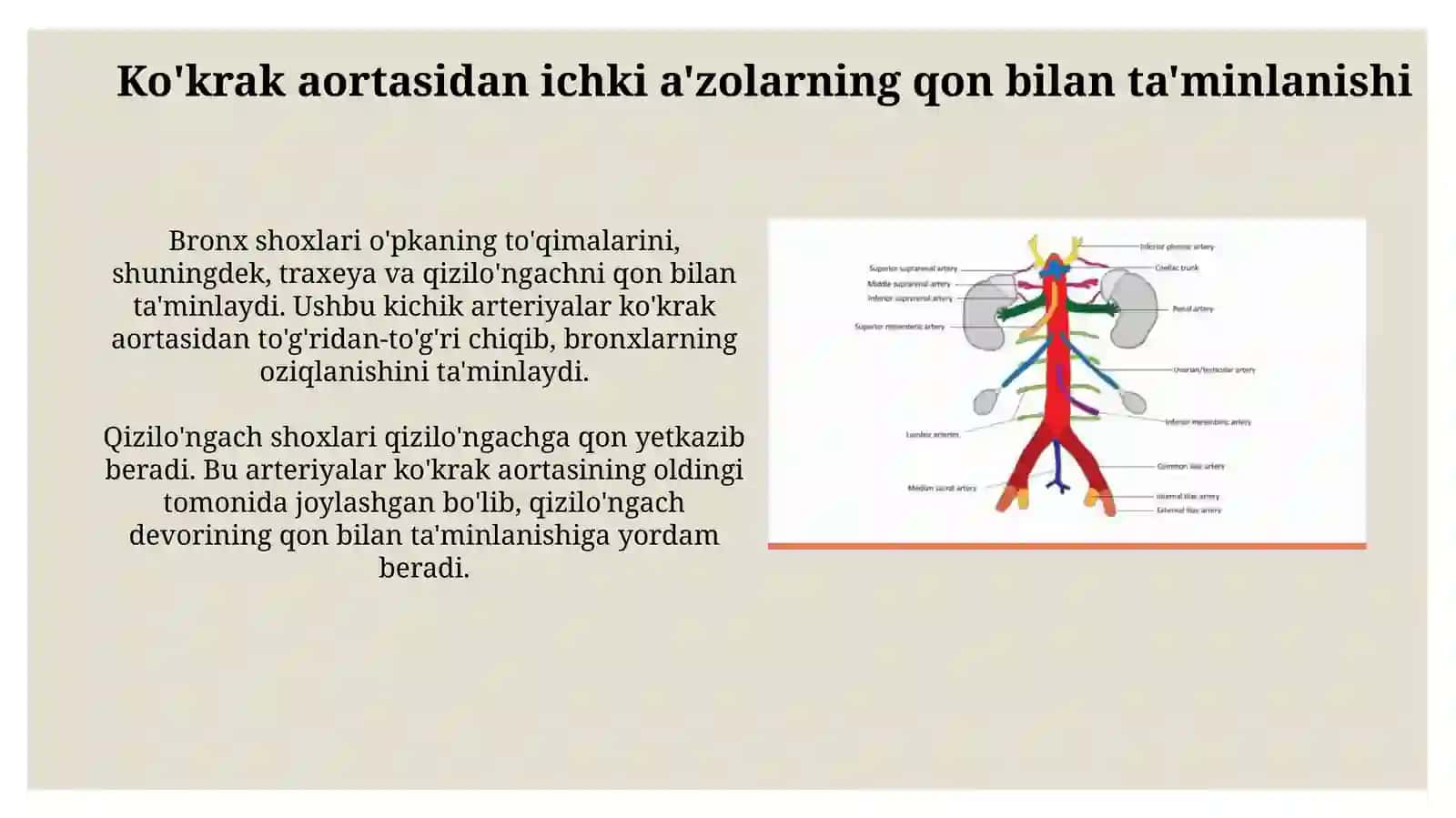 Ko’krak va qorin aortasinin asosiy tarmoqlari 4