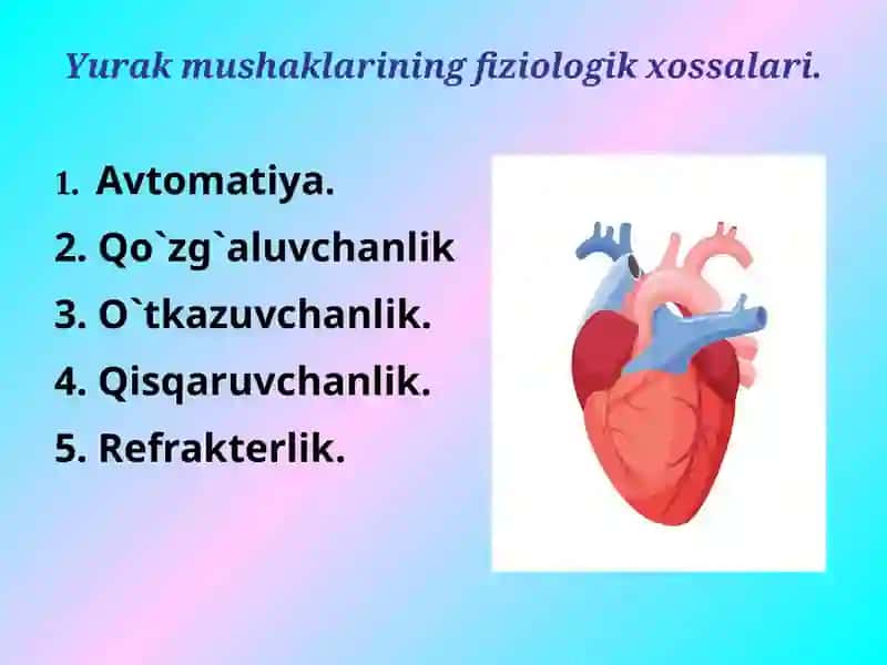 Yurakning gemodinamik vazifasi. Yurak muskulining asosiy fiziologik xossalari 4