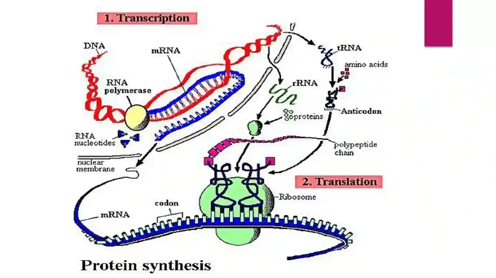 DNKning oqsil biosintezidagi roli 4