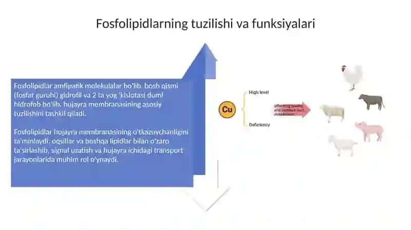 Fosfolipidlar almashinuvi buzilishi 4